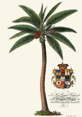 Palm Pl.-- Male Palm Tree (Restrike Etching) art print by Georg Dionysus Ehret