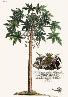 Palm Pl.14 Male Papaya Tree (Restrike Etching) art print by Georg Dionysus Ehret
