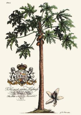 Palm Pl.15 Female Papaya Tree (Restrike Etching) art print by Georg Dionysus Ehret