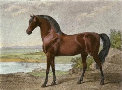 Warren Hasting's Arabian (Restrike Etching) art print by George Stubbs