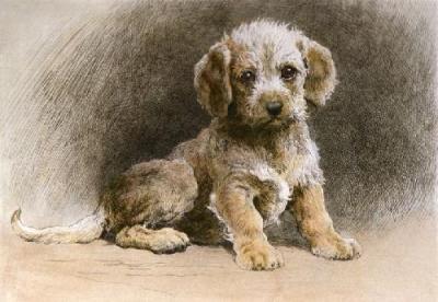 Dandie Dinmont (Restrike Etching) art print by Herbert Thomas Dicksee