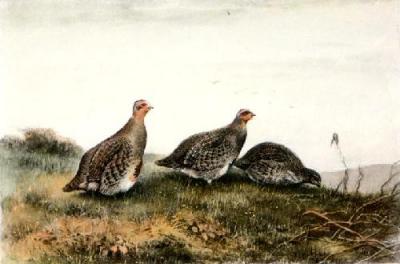 Partridge (Restrike Etching) art print by Lodge