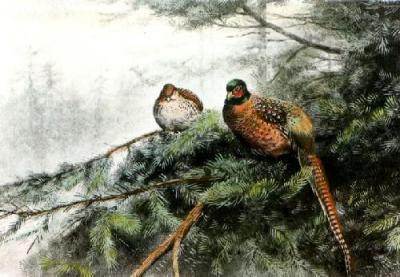Pheasant (Restrike Etching) art print by Lodge