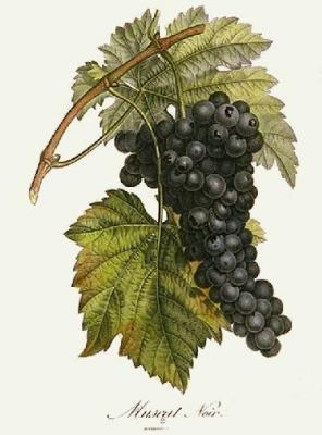 Muscat Noir (Restrike Etching) art print by Pierre-Antoine Poiteau