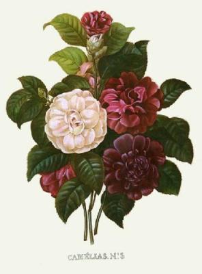 Bouquet - Camelias No 5 (Restrike Etching)