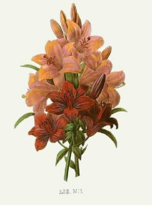 Bouquet - No 1 (Restrike Etching)