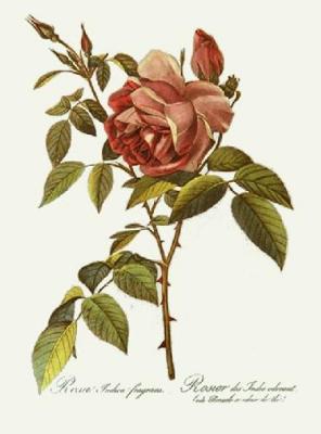 Rose - Inoica Fragrans (Restrike Etching) art print by Pierre Joseph Celestin Redout�