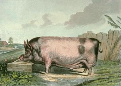 British Boar (Restrike Etching) art print by Sir Edwin Henry  Landseer