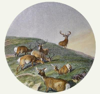 Deer In A Circle (Restrike Etching) art print by Sir Edwin Henry  Landseer