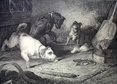 Rat Catching (Restrike Etching) art print by Sir Edwin Henry  Landseer