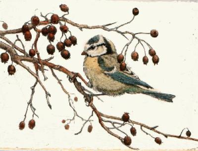 Blue Tit (Restrike Etching) art print by Winifred Austen