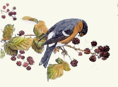 Bullfinch (Restrike Etching) art print by Winifred Austen
