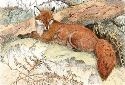 Fox (Restrike Etching) art print by Winifred Austen