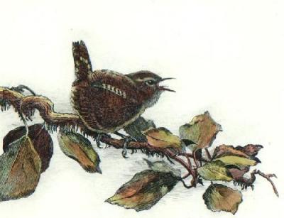 Jenny Wren (Restrike Etching) art print by Winifred Austen
