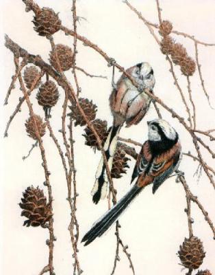 Long Tailed Tits (Restrike Etching) art print by Winifred Austen