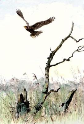 Marsh Harrier (Restrike Etching) art print by Winifred Austen