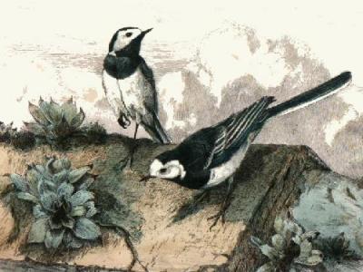 Pied Wagtails (Restrike Etching) art print by Winifred Austen
