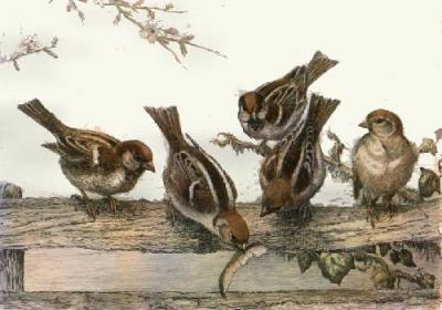 Tree Sparrows (Restrike Etching) art print by Winifred Austen