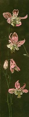 Columbine (Restrike Etching) art print by Alex Mackay