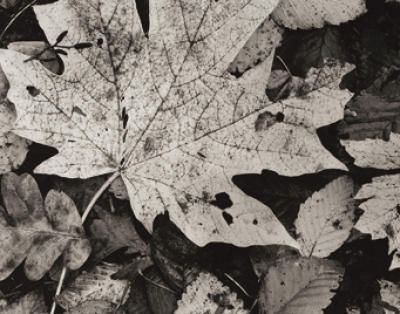 Forest Detail