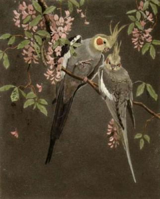 Cockatiels (Restrike Etching) art print by Anonymous
