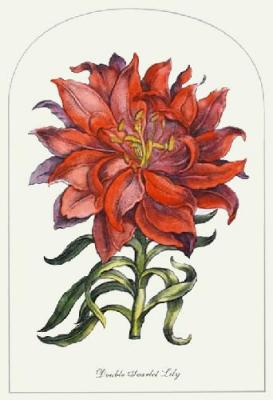 Double Scarlet Lily (Restrike Etching) art print by Anonymous