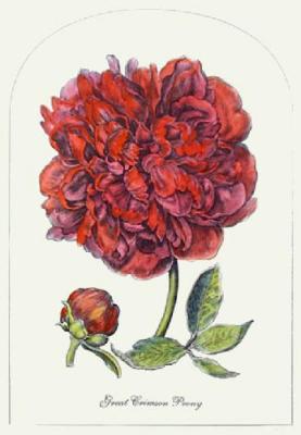 Great Crimson Peony (Restrike Etching) art print by Anonymous