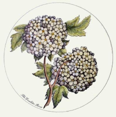 Guelder Rose (Restrike Etching) art print by Anonymous