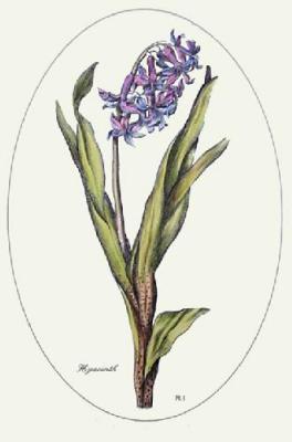 Hyacinth - Plate I (Restrike Etching) art print by Anonymous