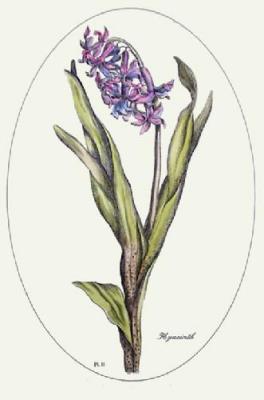 Hyacinth - Plate II (Restrike Etching)