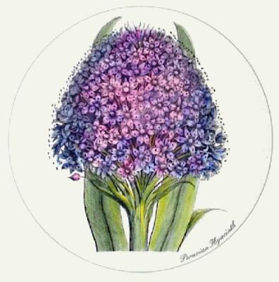 Peruvian Hyacinth (Restrike Etching) art print by Anonymous