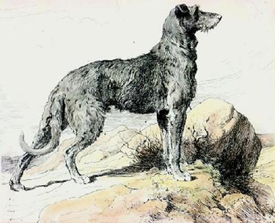 Deerhound (Restrike Etching) art print by Herbert Thomas Dicksee