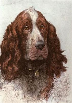 Springer spaniel (Restrike Etching) art print by Herbert Thomas Dicksee