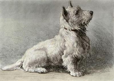 West Highland White (Restrike Etching) art print by Herbert Thomas Dicksee