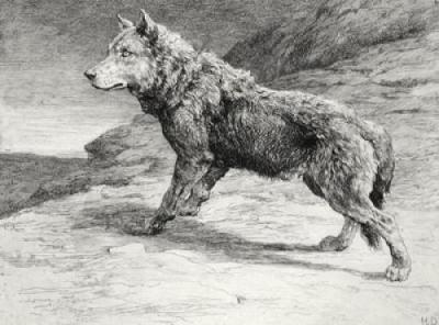 Wolf on the Prowl (Restrike Etching) art print by Herbert Thomas Dicksee