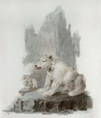 Polar Bear (Restrike Etching) art print by Julias Caesar Ibbetson