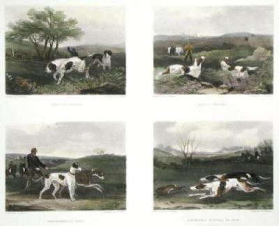 Sporting Dogs (4 on Plate) (Restrike Etching) art print by William Joseph Shayer