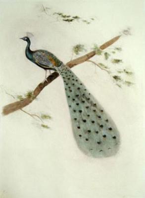 Peacock (Restrike Etching)
