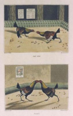 Cock Fighting Match Pl. I (Restrike Etching) art print by Henry Alken