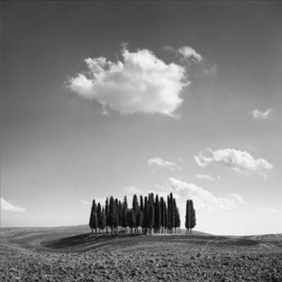 Cypress Trees art print by Jean Miele