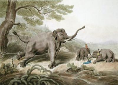 Decoy Elephant Leaving a Male (Restrike Etching) art print by Samuel Howitt