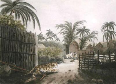 Tiger prowling through village (Restrike Etching) art print by Samuel Howitt
