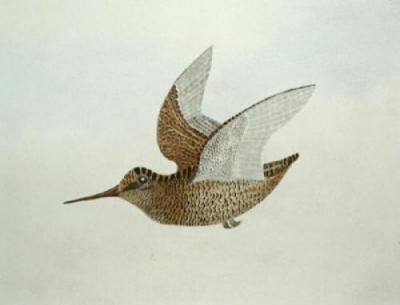 Woodcock (Restrike Etching) art print by Sir Joshua Reynolds