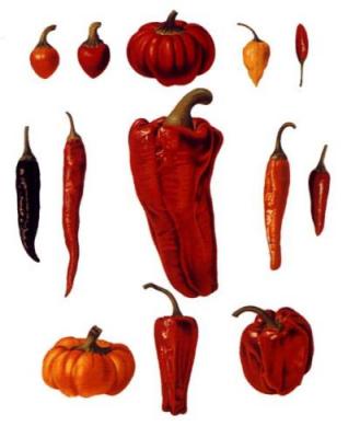 Capiscums Or Chilli Peppers art print by Ernst Benary