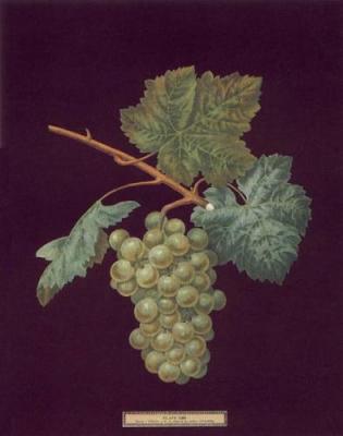 Grapes art print by George Brookshaw