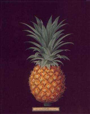 Pineapple
