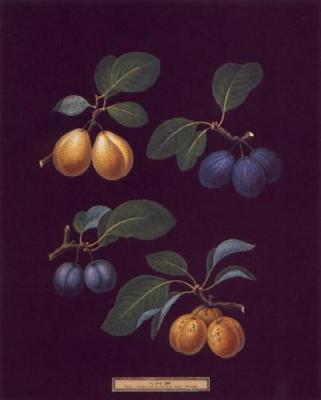 Plum