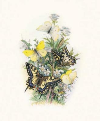 Great Swallowtail art print by Humphries