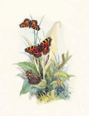 Great Tortoiseshell art print by Humphries