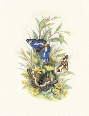 Purple Emperor